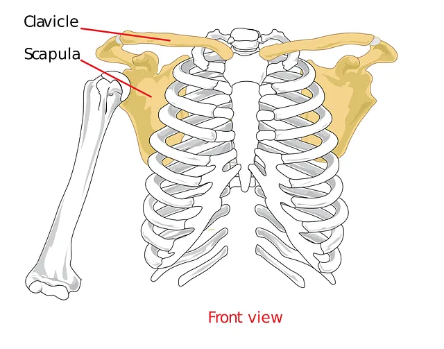 shoulder, torn rotator cuff